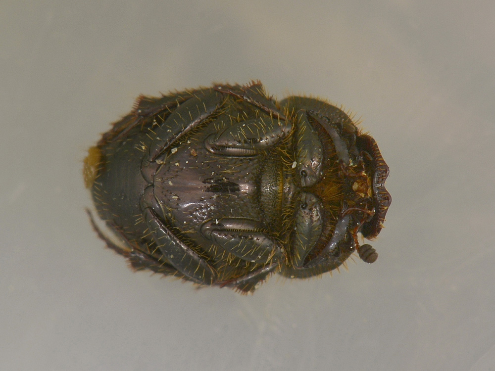 Scarabeidae da id. - Onthophagus furcatus